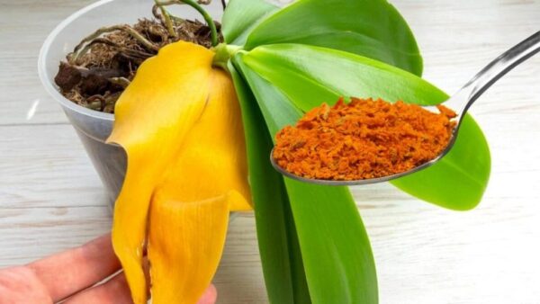 Folhas amareladas e podres, não jogue sua orquídea fora: se você fizer isso ela voltará à vida