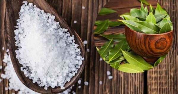 Folhas de louro e sal: uma mistura que vale o seu peso em ouro! Minha avó me ensinou a usar assim!