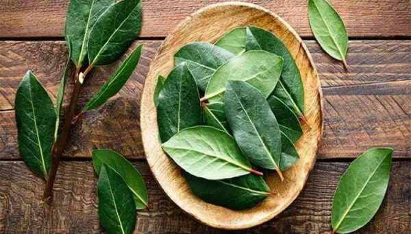 Folhas de louro imersas em uma jarra de óleo: benefícios numerosos e imediatos