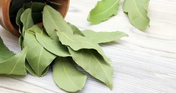 Folhas de louro na geladeira e outras dicas para aproveitar as maravilhas dessa planta