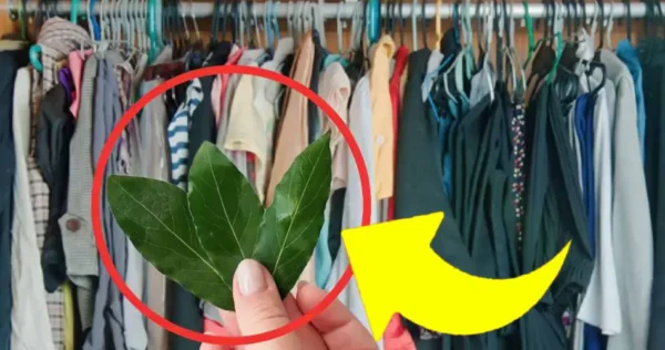 Folhas de louro no armário resolvem um problema muito comum em 5 minutos | Faça isso também!