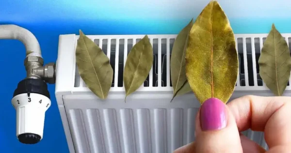 Folhas de louro no radiador, um truque para perfumar a casa no inverno