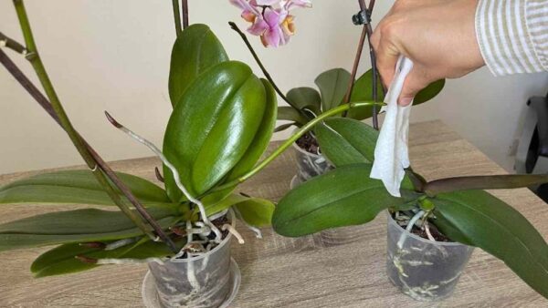 Folhas vigorosas e muito saudáveis, faça isso com sua orquídea e você será a inveja de toda a vizinhança