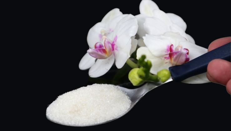 orquídeas saudáveis