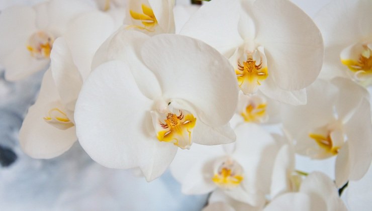 Orquídea: aqui está o ingrediente secreto para a manutenção
