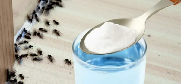 Formigas em casa: um poderoso remédio natural para eliminá-las em 2 minutos