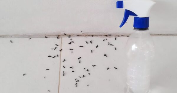 Formigas no rodapé, veja como eliminá-las permanentemente