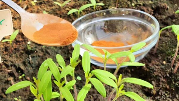 Fungicida natural para hortaliças e jardins, este ingrediente afasta os insetos