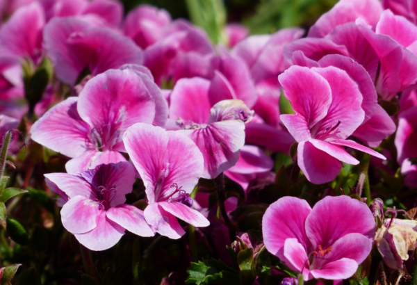 Gerânio: 3 fertilizantes naturais para uma floração generosa