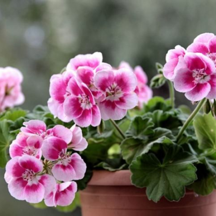 Gerânio, como usá-lo para afastar os mosquitos