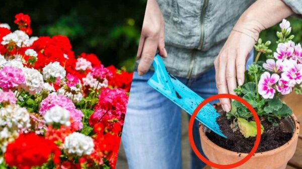 Gerânio, o truque do raminho e multiplique-o infinitamente ao custo 0