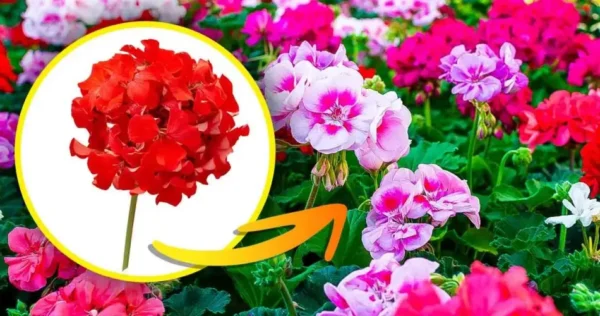 Gerânio: o truque para ter um número infinito de hastes sem gastar um centavo