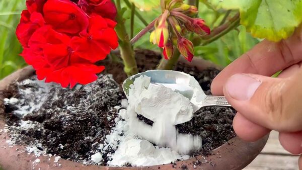 Gerânio saudável e luxuriante: com 1 colher dele ele imediatamente ganha vida