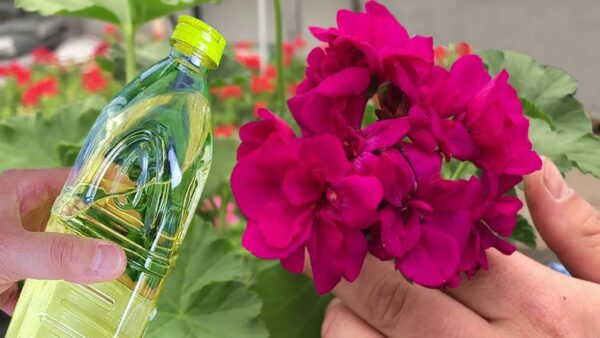 Gerânios exuberantes, saudáveis ​​e coloridos por 5 anos seguidos com este remédio natural