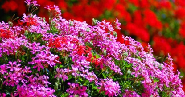 Gerânios: floração espetacular com este método simples! O resultado é uma loucura