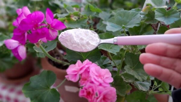 Gerânios, hortênsias e orquídeas exuberantes com uma pitada disso: efeito garantido