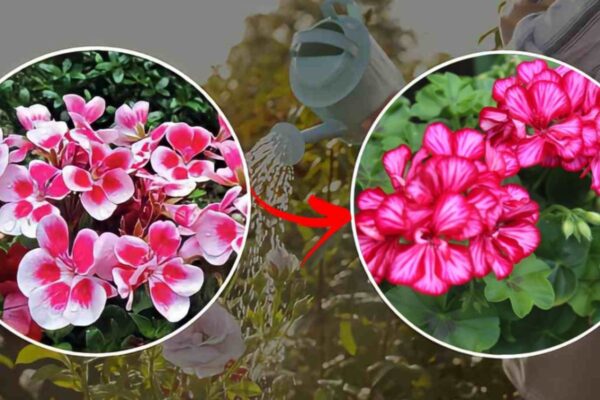 Gerânios, não os regue assim ou apodrecerão! Descubra o truque do jardineiro para flores lindas!