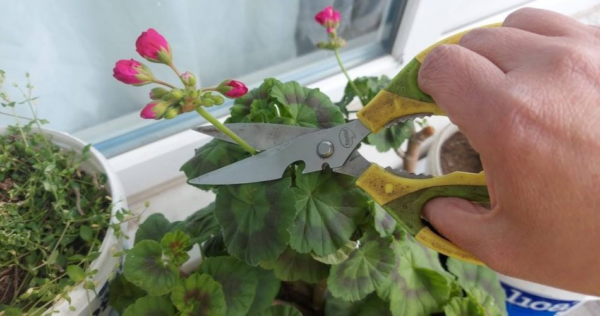 Gerânios, se você fizer esse movimento pelo menos uma vez por mês, eles florescerão continuamente