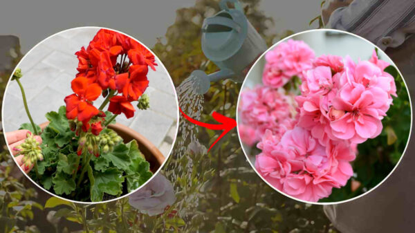 Gerânios: se você fizer isso, você os deixará secos | Este é o truque para ter folhas fortes e floração abundante