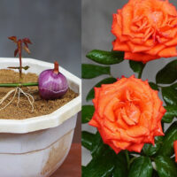 Graças a este truque você poderá multiplicar qualquer rosa do seu jardim! É muito eficaz!