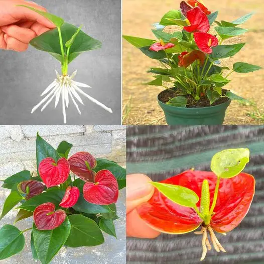 Guia completo para cuidados, cultivo e dicas de plantas de antúrio