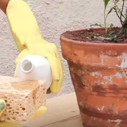 Halos brancos em potes de terracota, como fazer desaparecer as manchas: a solução