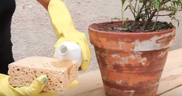 Halos brancos em potes de terracota, como fazer desaparecer as manchas: a solução