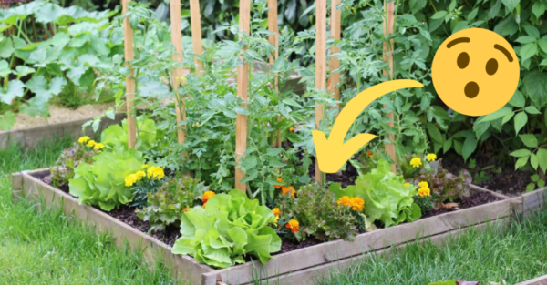 Horta: 7 flores indispensáveis ​​para repelir pragas