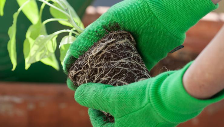 Melhorar o desenvolvimento da raiz