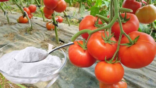 Horta, aqui está a única proteção natural muito poderosa contra doenças e parasitas