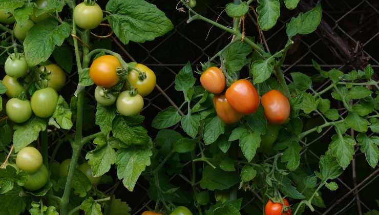 Tomates da horta Tomates da horta