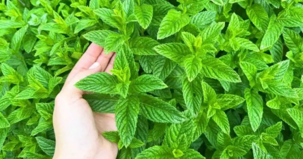 Hortelã ainda fresca e exuberante, mas somente se você plantá-la naquele lugar inesperado