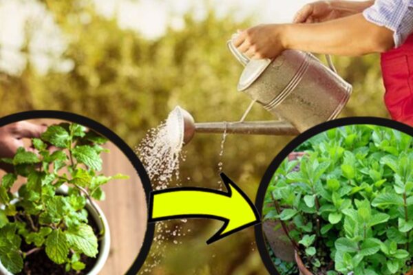 Hortelã, nunca mais com poucas folhas e murcha. O truque dos jardineiros para ter folhas exuberantes e perfumadas
