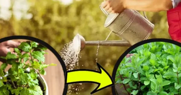 Hortelã, nunca mais com poucas folhas e murcha. O truque do jardineiro para folhas exuberantes e perfumadas