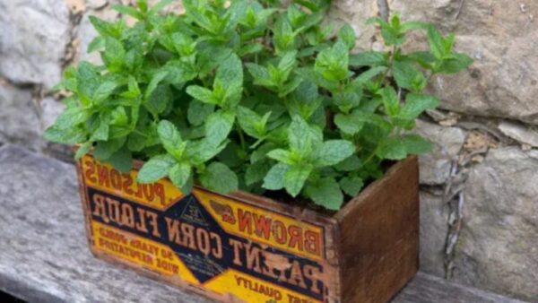 Hortelã: plantio, cuidado e colheita