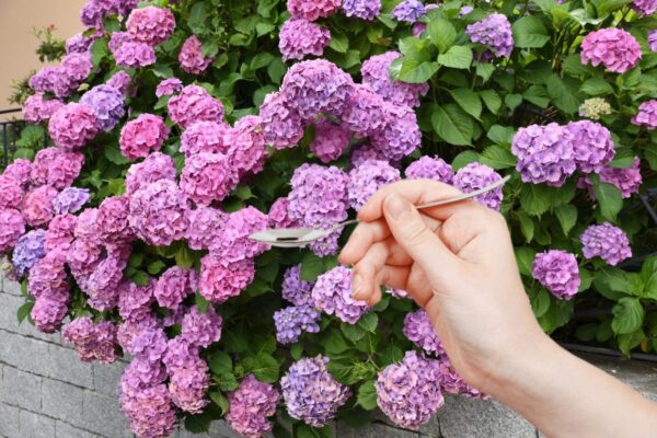 Hortênsias: com apenas uma colher resultados incríveis em apenas 24 horas!