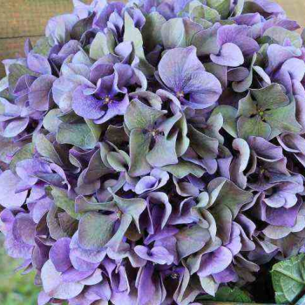 Hortênsias na varanda, alguns problemas recorrentes que você pode evitar