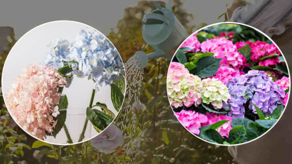 Hortênsias: o segredo dos floristas para ter flores abundantes e folhas fortes e brilhantes