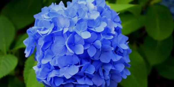 Hortênsias sempre lindas, grandes e gratuitas, aqui está o método custo zero para varandas e jardins sempre floridos