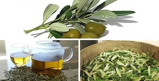 Infusão de folhas de oliveira: como preparar o antibiótico natural mais poderoso do mundo
