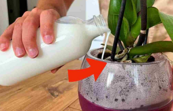 Ingrediente mágico para fazer sua orquídea florescer 10 vezes mais e mais lindamente!