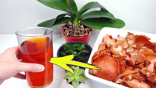 Ingredientes necessários para fazer um fertilizante natural para fertilizar as plantas: