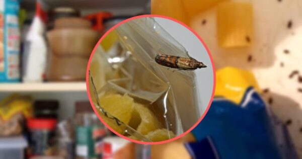 Insetos na despensa, como fazê-los voar imediatamente: a solução mais rápida