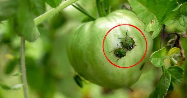 Insetos no jardim, 4 remédios naturais para se livrar deles com rapidez e facilidade