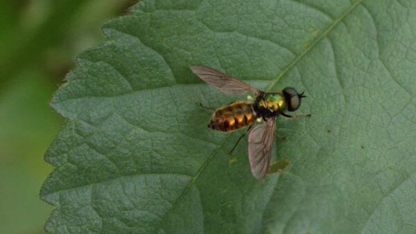 Invasão de flebotomíneos, esse momento é crucial: todos saem nessa hora
