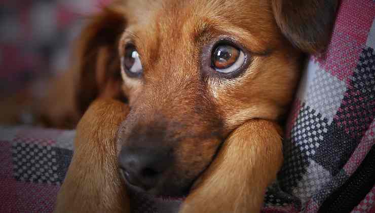 Protegendo nossos amigos de quatro patas da leishmaniose