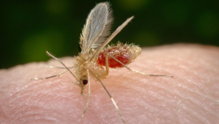 Uma verdadeira invasão de pappataci