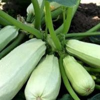 Iodo e ácido bórico: supercompostos para fertilizar abobrinhas!