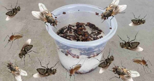 Isso faz com que moscas, mosquitos e baratas voem em menos de 10 minutos.