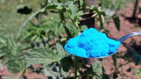 Isso protege tomates, pepinos, abobrinhas e outras plantas de doenças perigosas